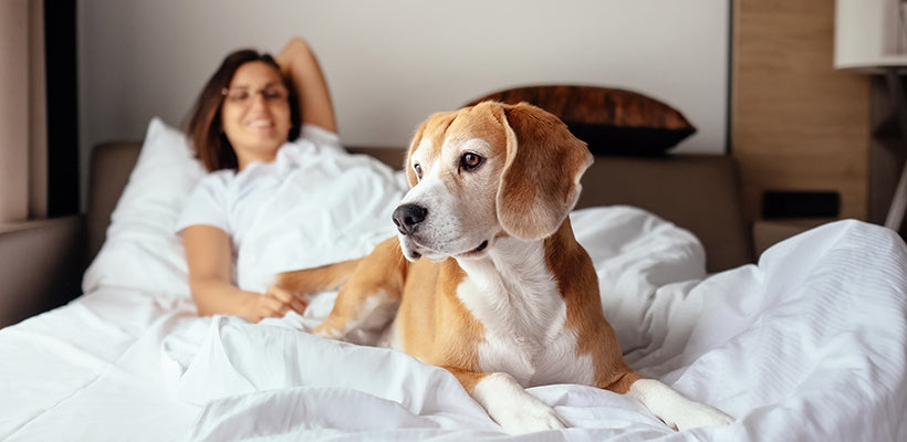 Sharing Your Bed With Pets: A Guide for Pet Parents