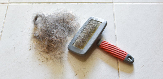 Pet Hair Everywhere? We Have 4 Care Tips