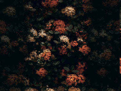 Elegance Noir 100% Cotton Large Bedsheet, 210TC, Floral, Dark Green