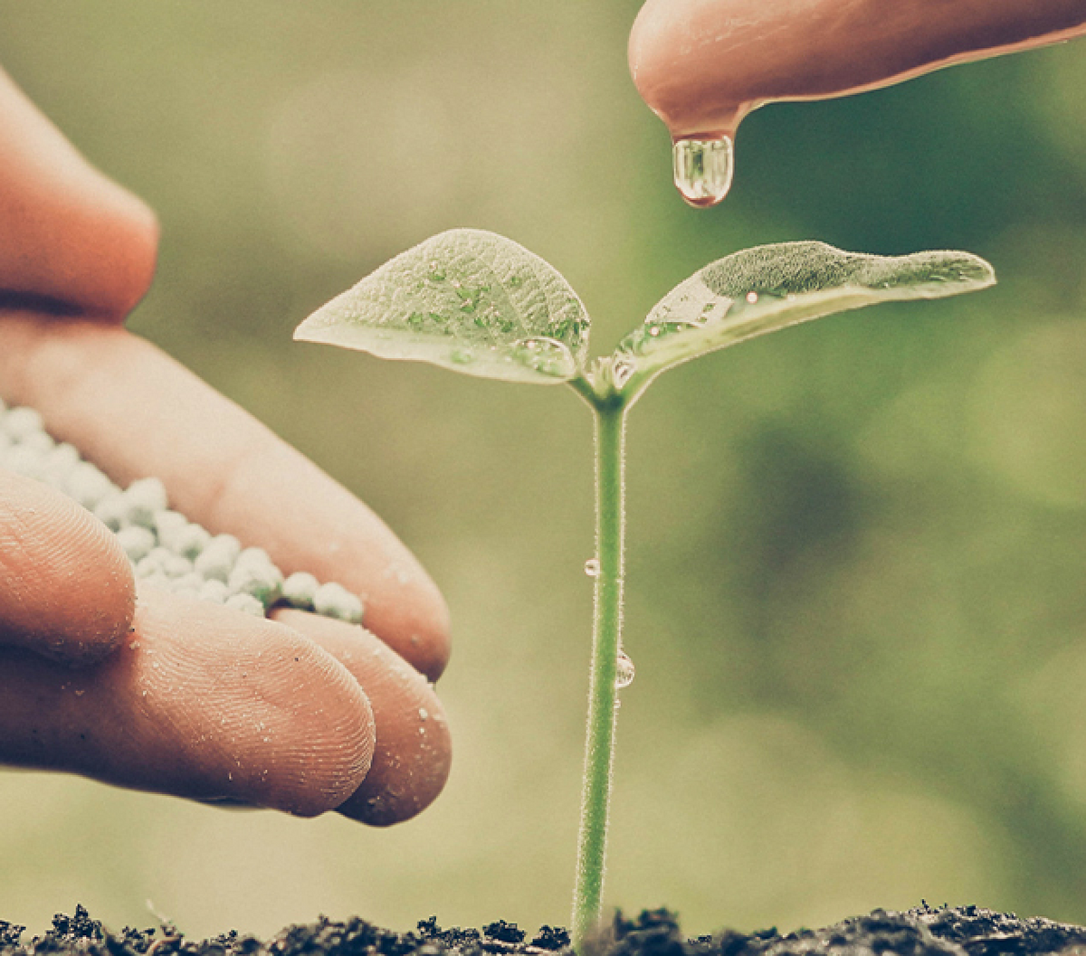Restoring ecosystems. Creating lasting impact.